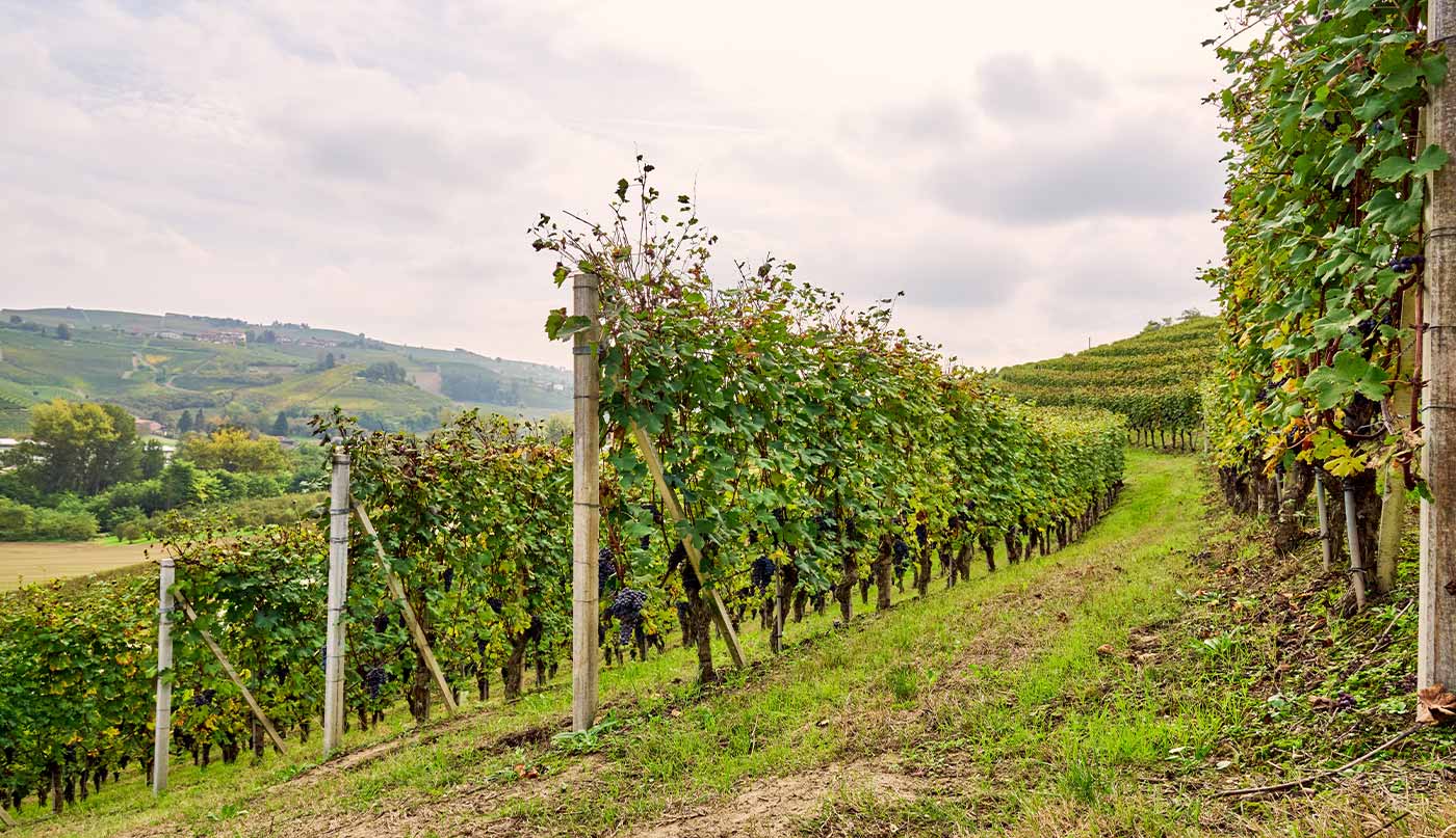 concimazione autunnale del vigneto